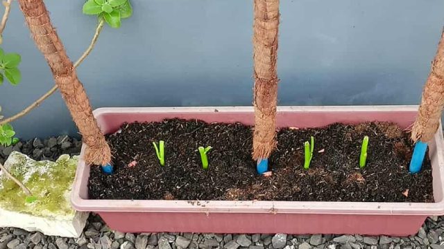 595437376 1325911546218181 8774715845515273761 n